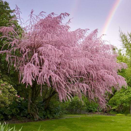 Tamarisk (Tamarix Tetrandra)