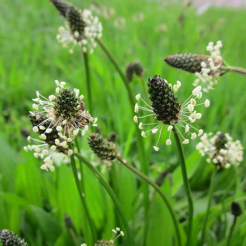 Lancet-vejbred Plantago lanceolata