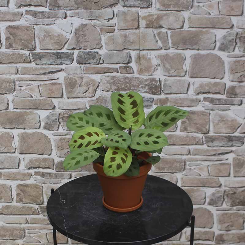 Maranta 