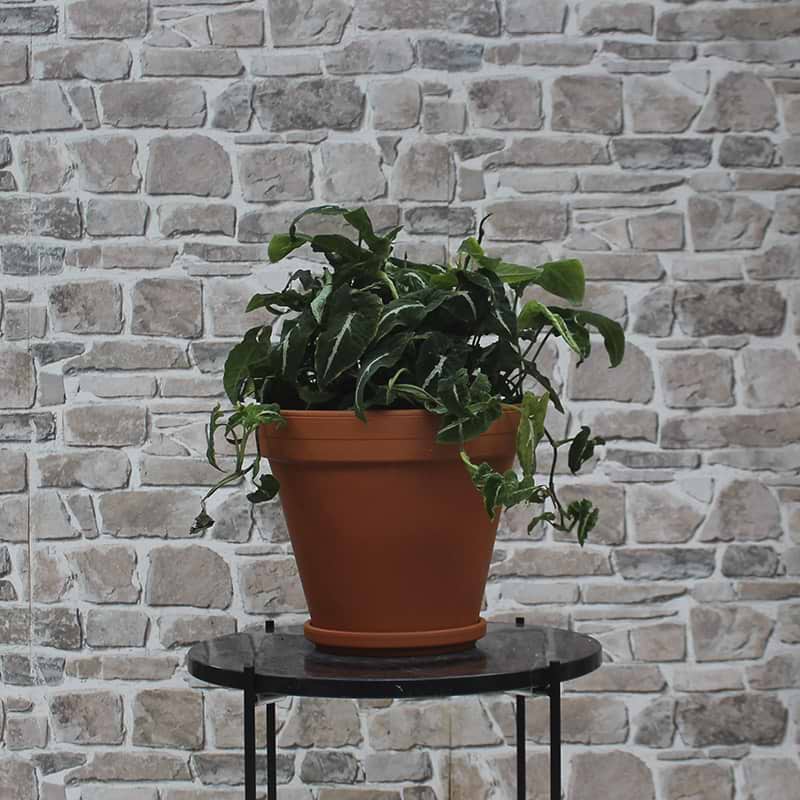 Syngonium Wendlandii 
