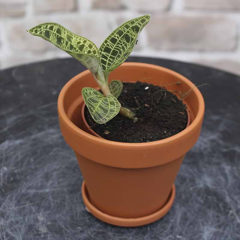 Juvel Orkidé (Ludisia + Macodes Petola) nr. 2