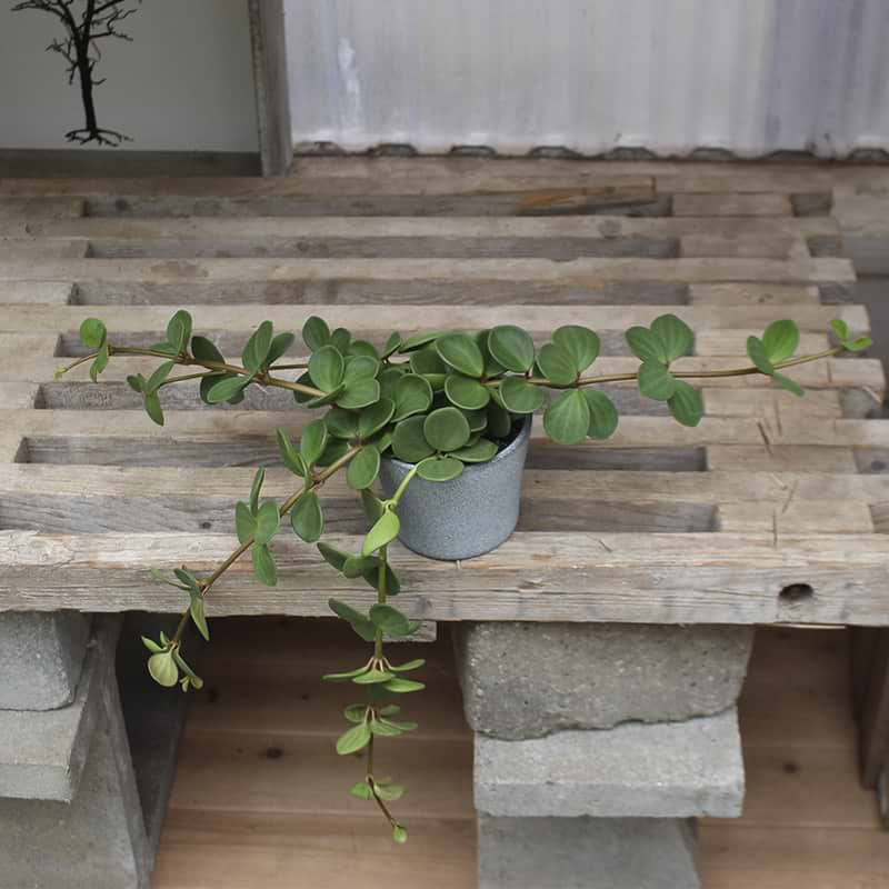 Peperomia Hope Musehaleaks