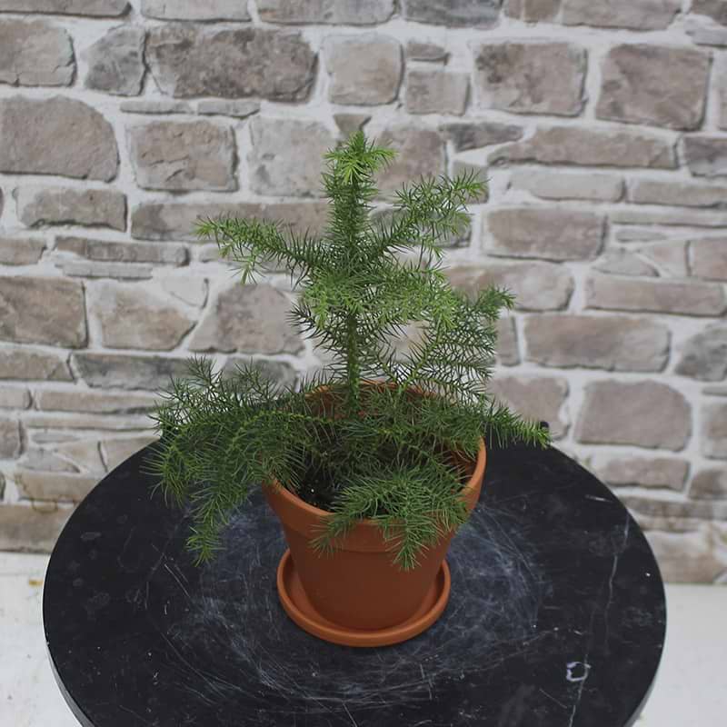 Stuegran (Araucaria Heterophylla) 25-30 cm