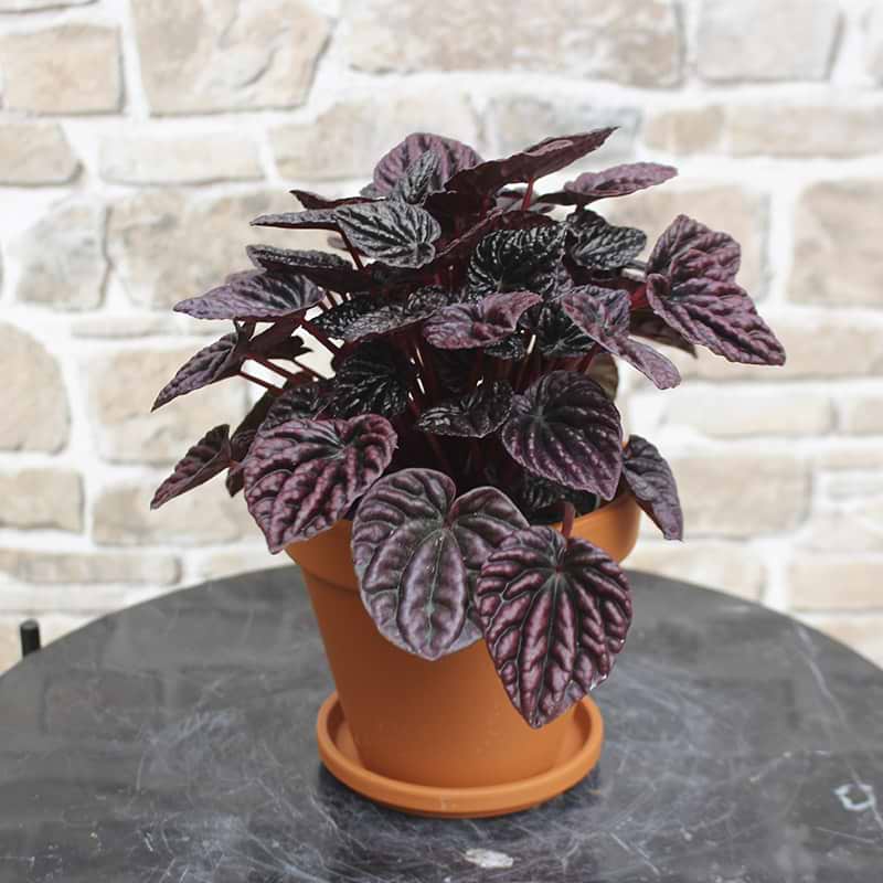 rød peperomia