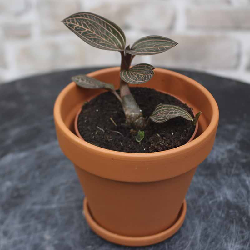 Juvel Orkidé (Ludisia + Macodes Petola) nr. 3