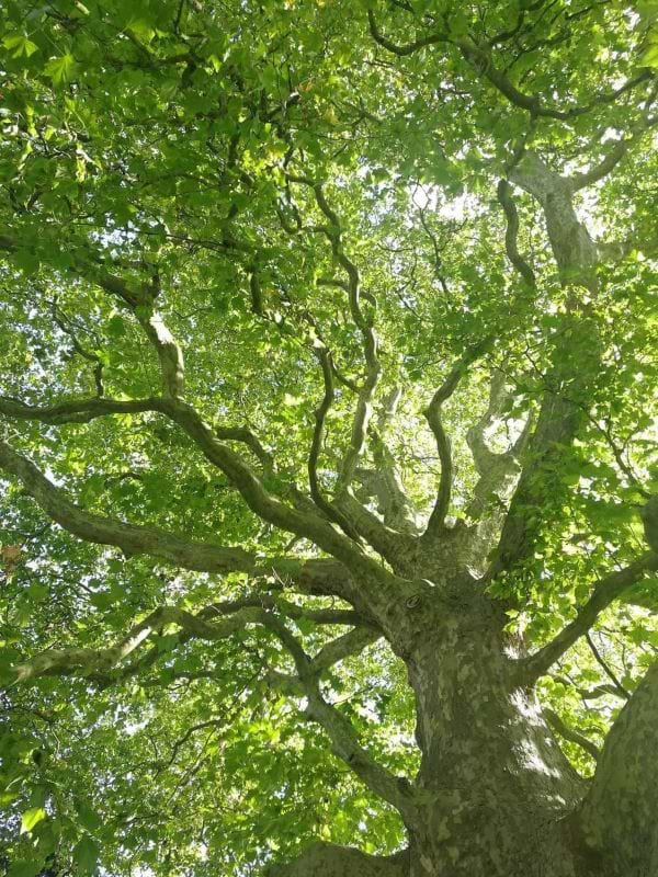 Platan (Platanus acerifolia) 200-250 cm