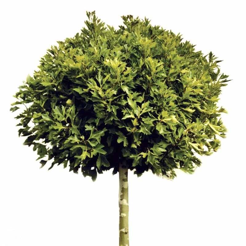 KuglePlatan