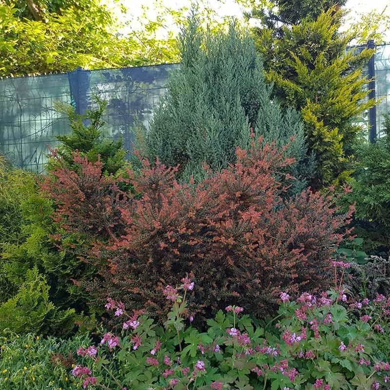Sydtaks/stentaks (Podocarpus alpinus ´Chocolate box´) 