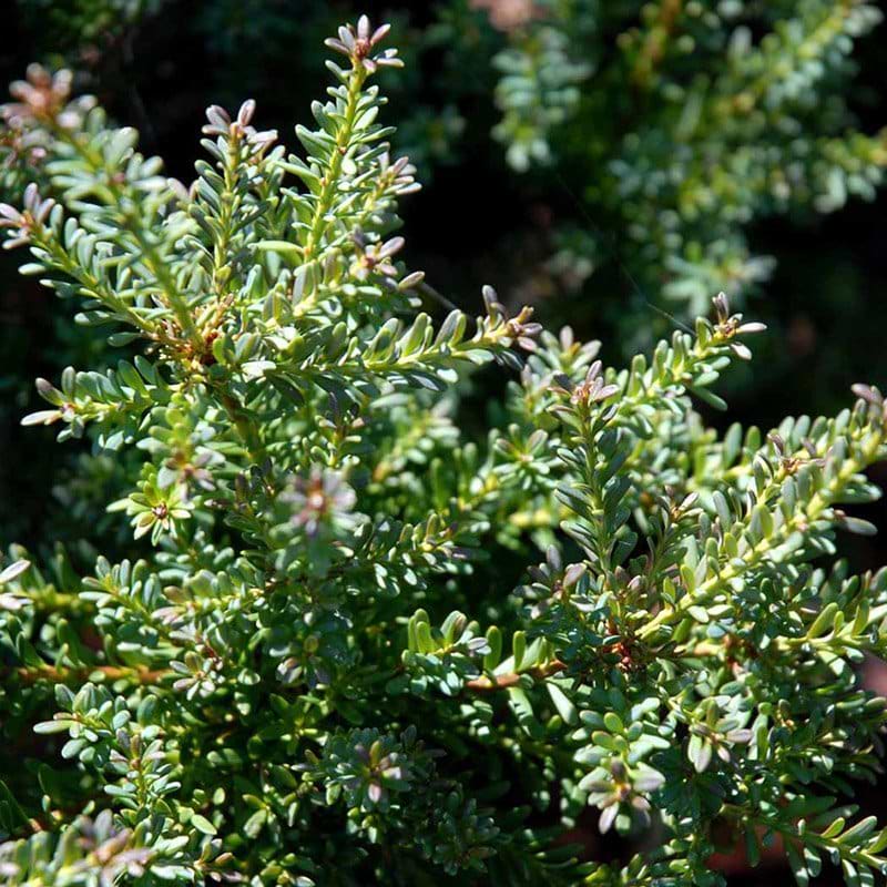 Podocarpus lawrencei Red Tip