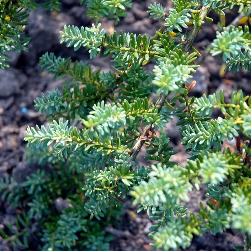 Podocarpus lawrencii Blue Gem