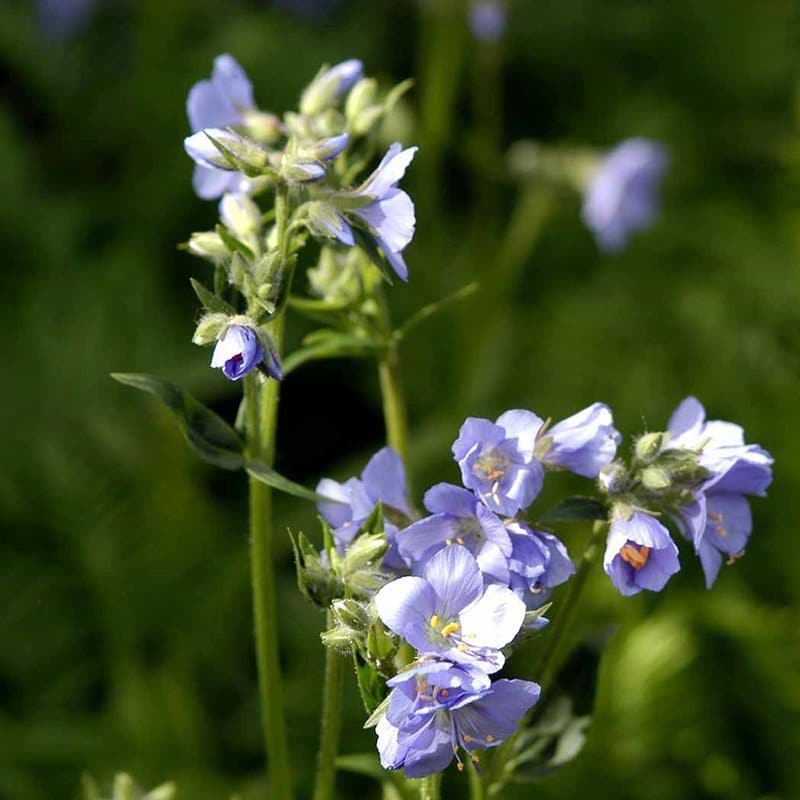 Jakobsstige blomst