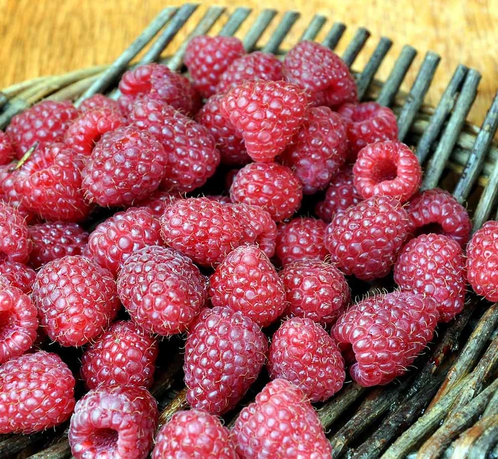 Hindbær (Rubus idaeus 'Polka') 2 liter