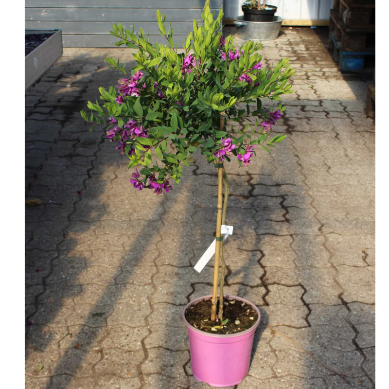 polygala opstammet