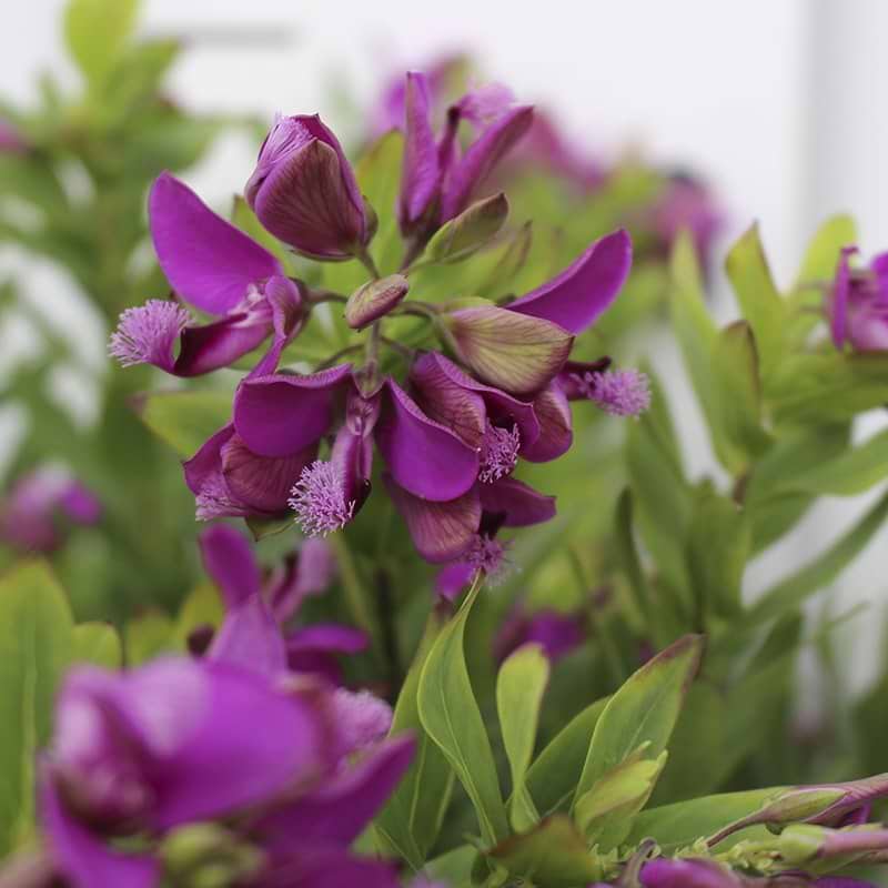 lilla blomster