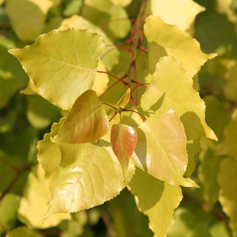 Poppel Populus canadensis Serotina Aurea