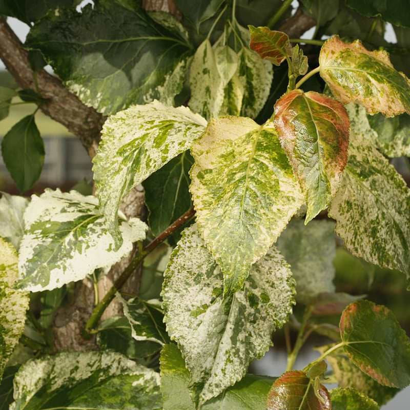 Poppel Populus candicans Aurora