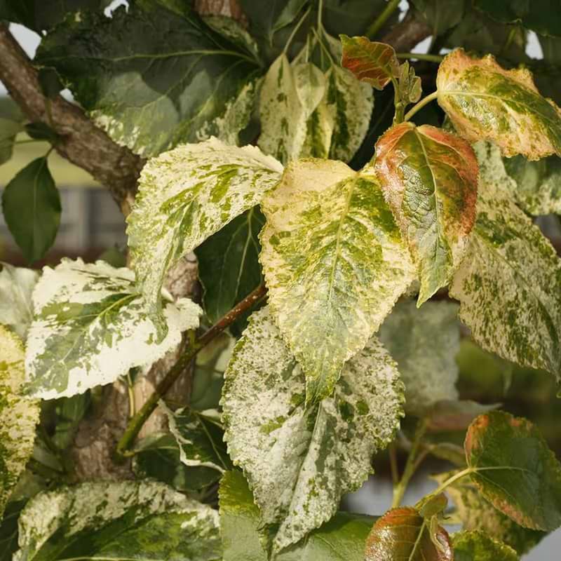 Poppel (Populus candicans x 'Aurora') Flere Varianter