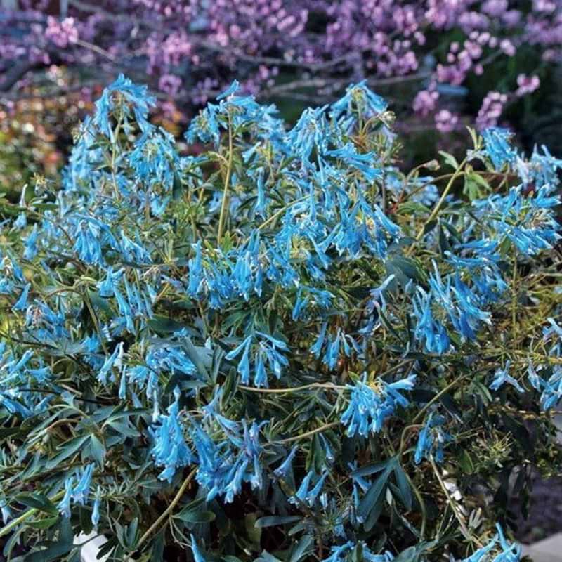 Porcelain blue