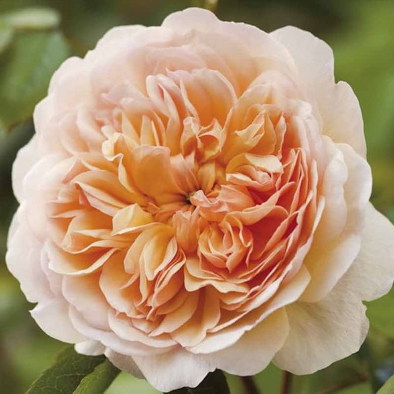 Engelsk rose port sunlight