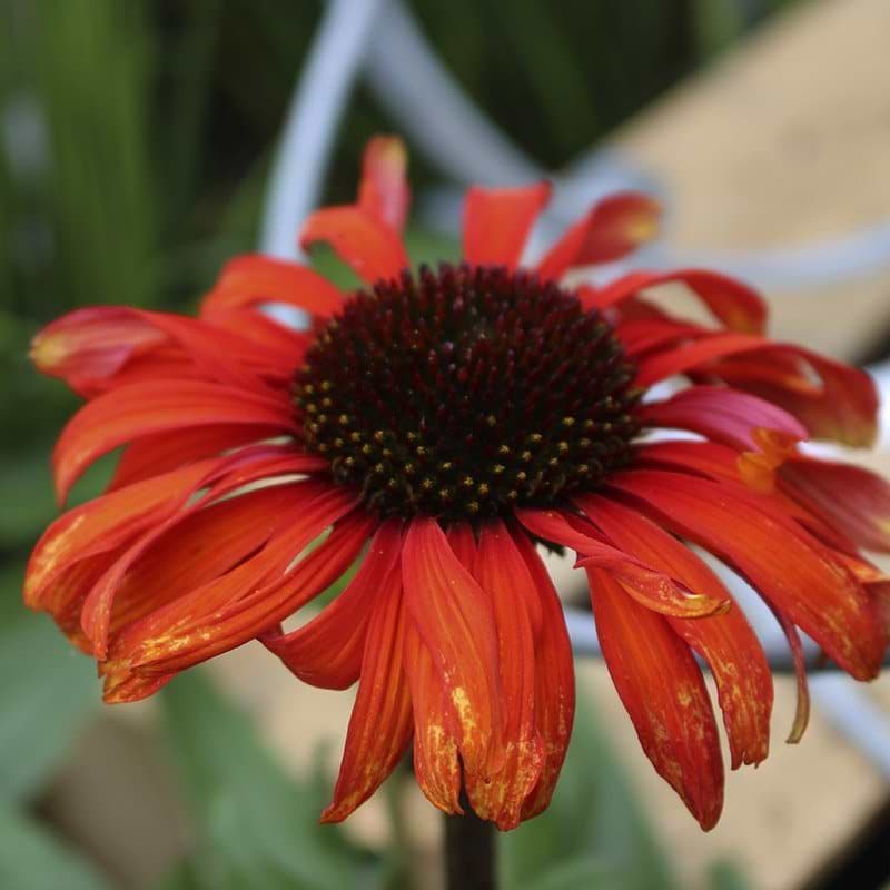Echinacea Postman