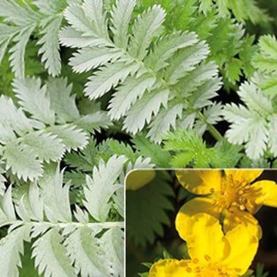 Potentilla anserina