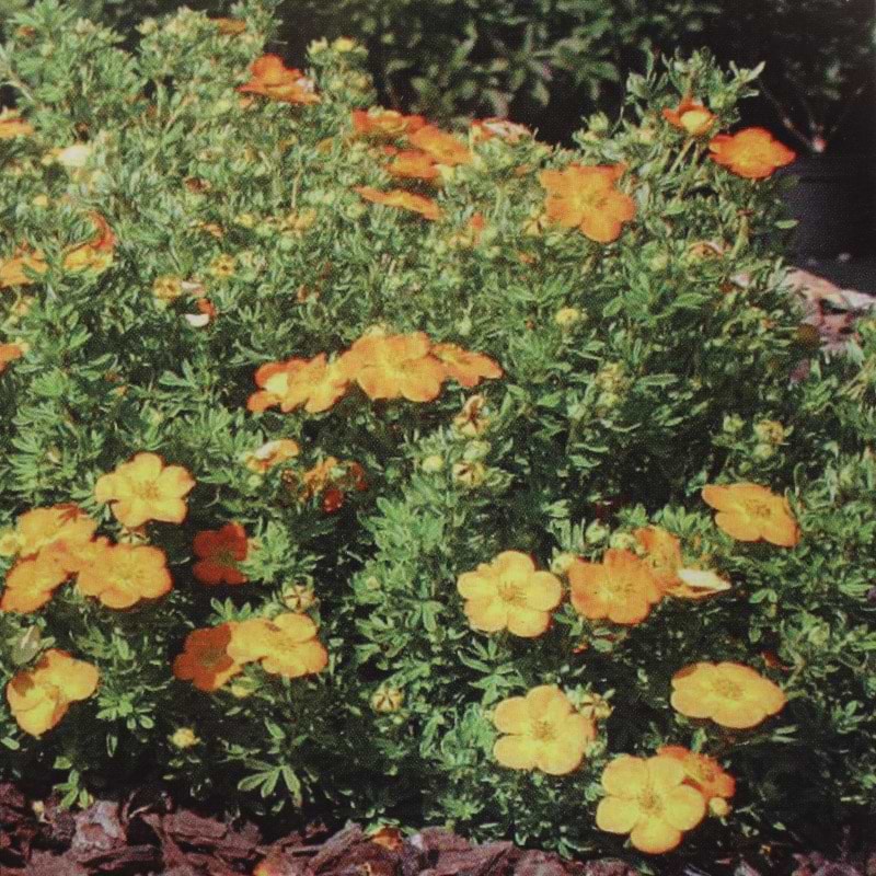 Potentilla 'Bella sol'