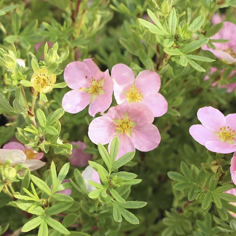 Potentilla fruticosa Blink Princess blomst