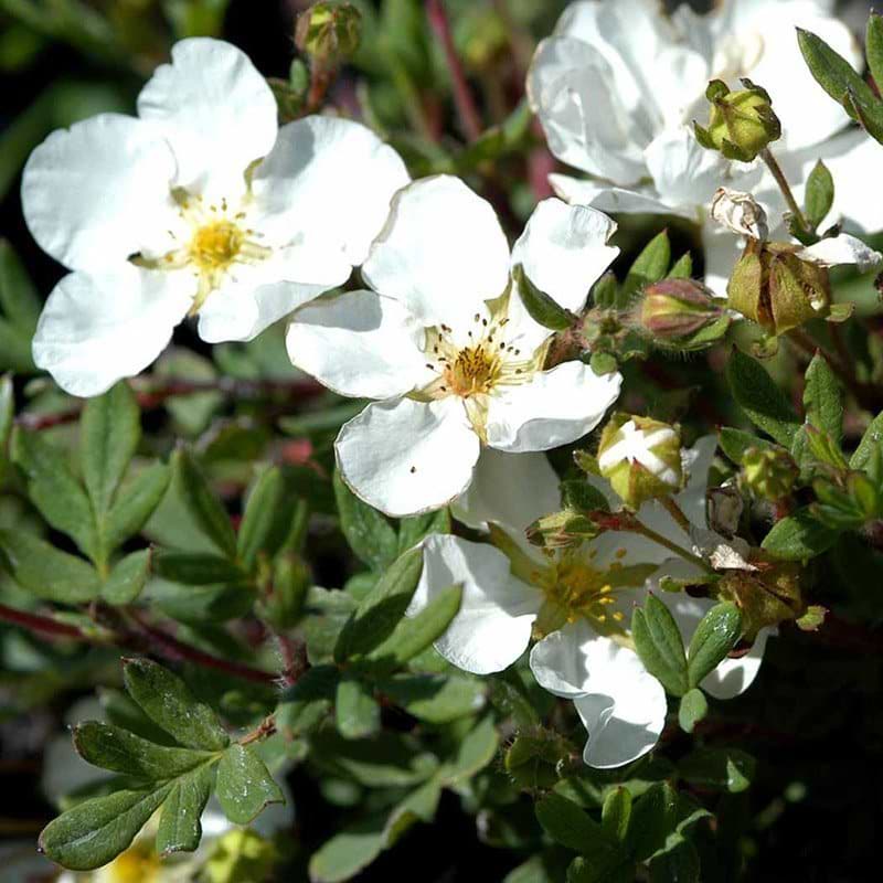 Potentilla Abbotswood blomst