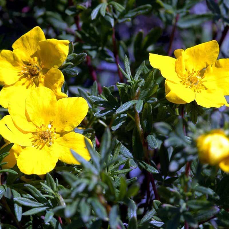 Potentilla Goldfinger