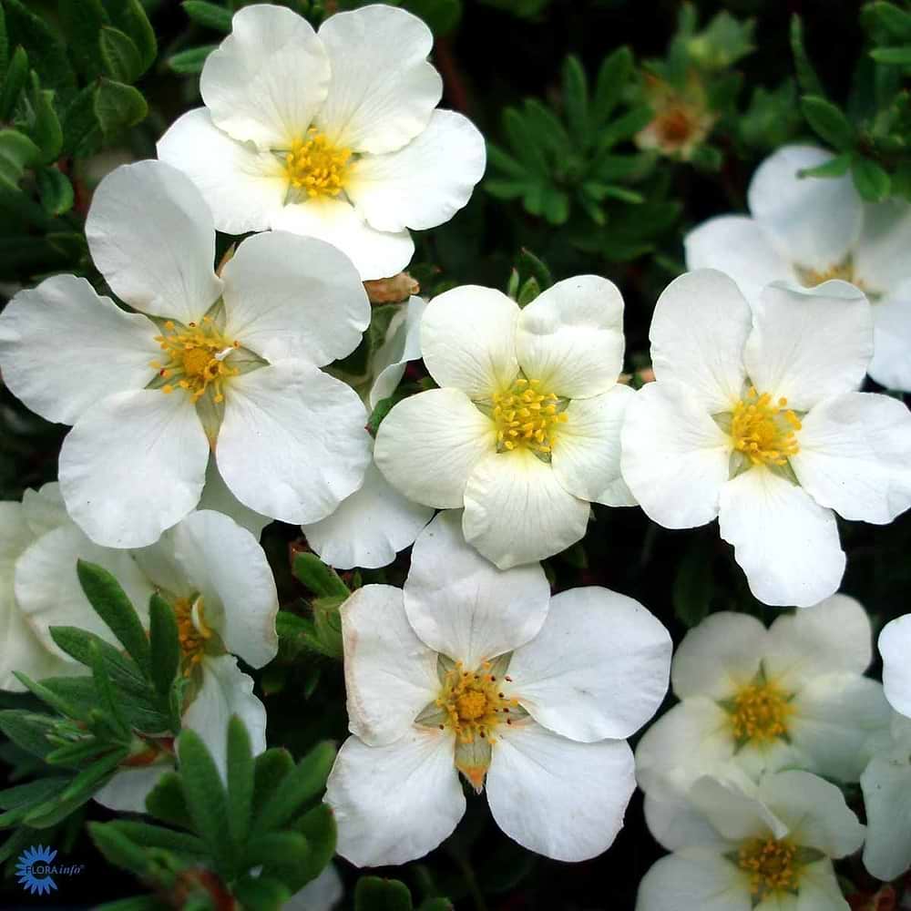 Potentilla fruticosa Mckays White