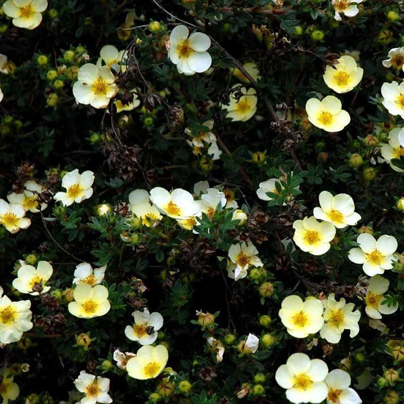 Potentilla Primrose Beauty