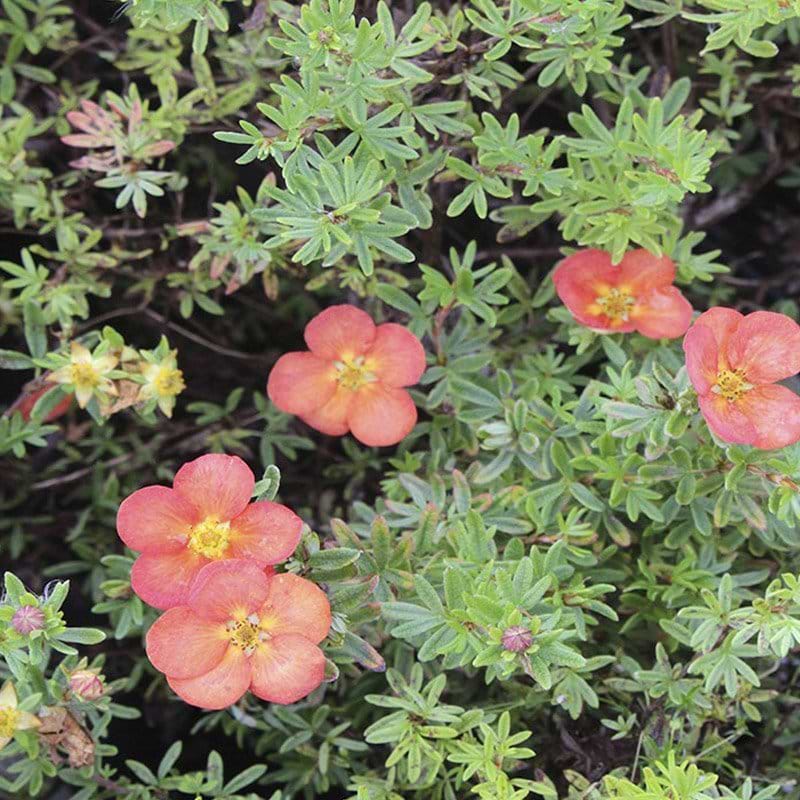 Potentilla Red Ace