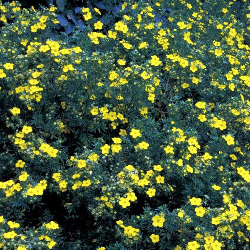 Potentilla fruticosa goldfinger