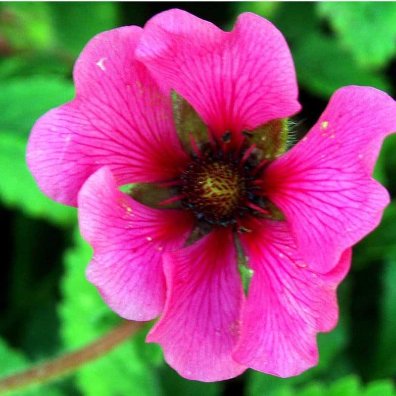 Potentilla  Ron McBeath