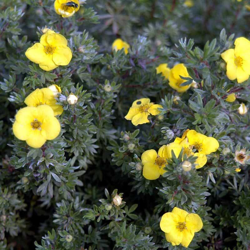 Potentilla fruticosa Kobold