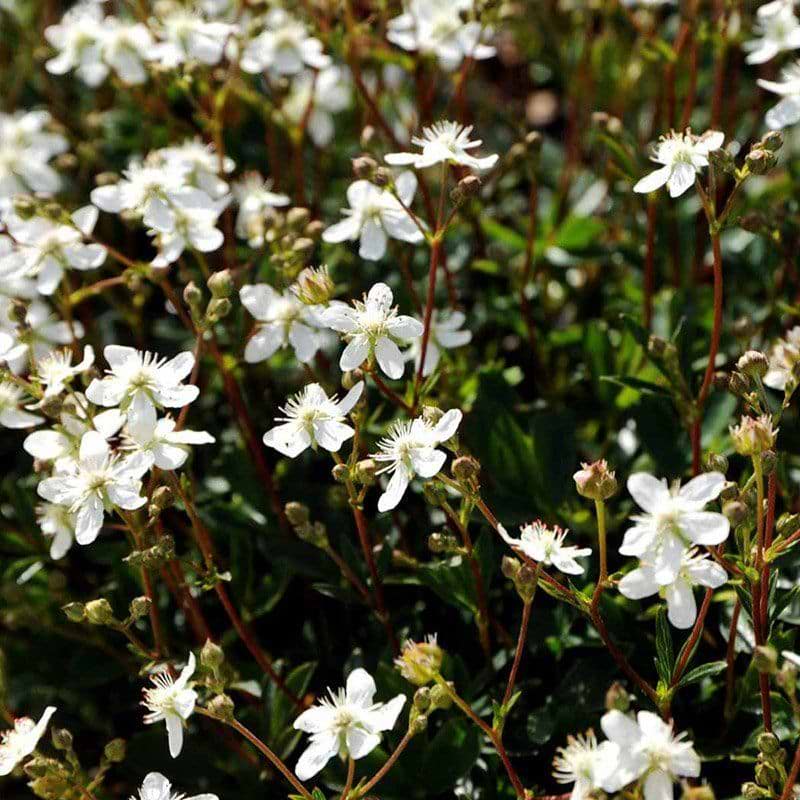 Potentil (Potentilla tridenta 'Nuuk') - Flere varianter