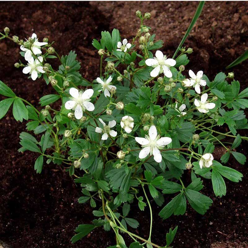 potentilla Nuuk