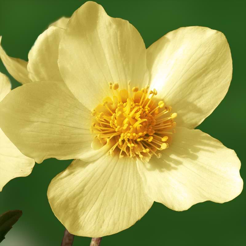 Påskeklokke (Helleborus or. 'Pretty Ellen Yellow') Potte 9 cm