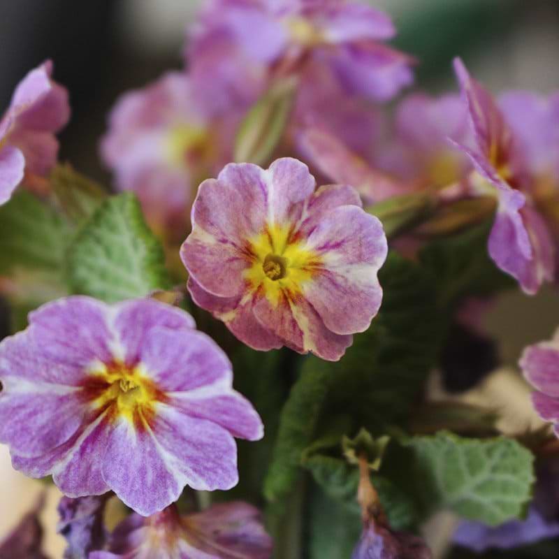 Primula 