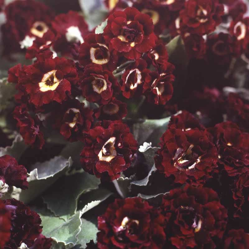 Primula Black Jack