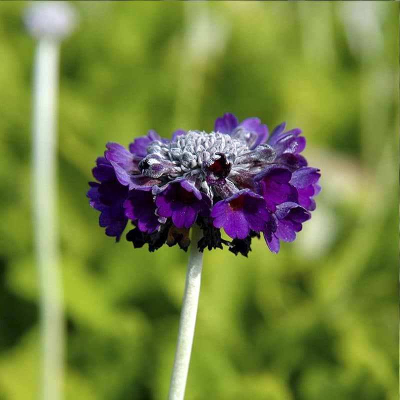Primula blomst