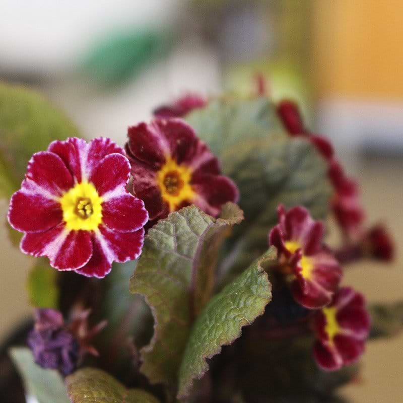 primula dark rosaleen