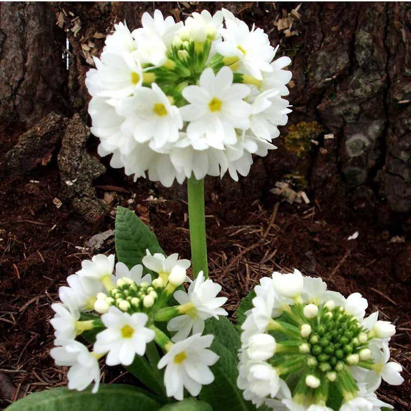Primula hvid
