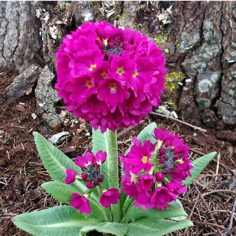 Primula blomst