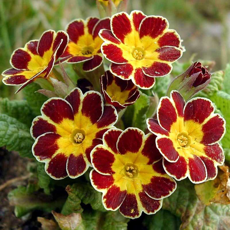 primula rød og gul