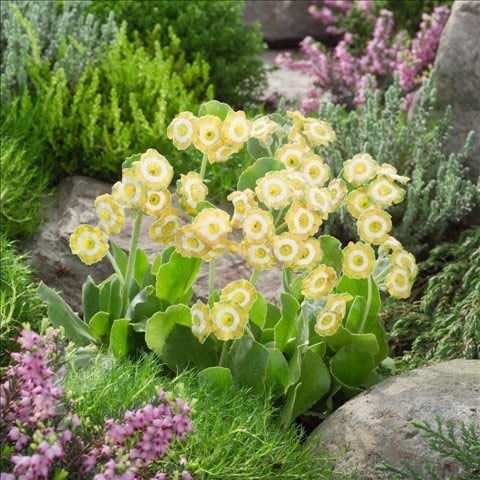 Primula 'Hinton Fields'