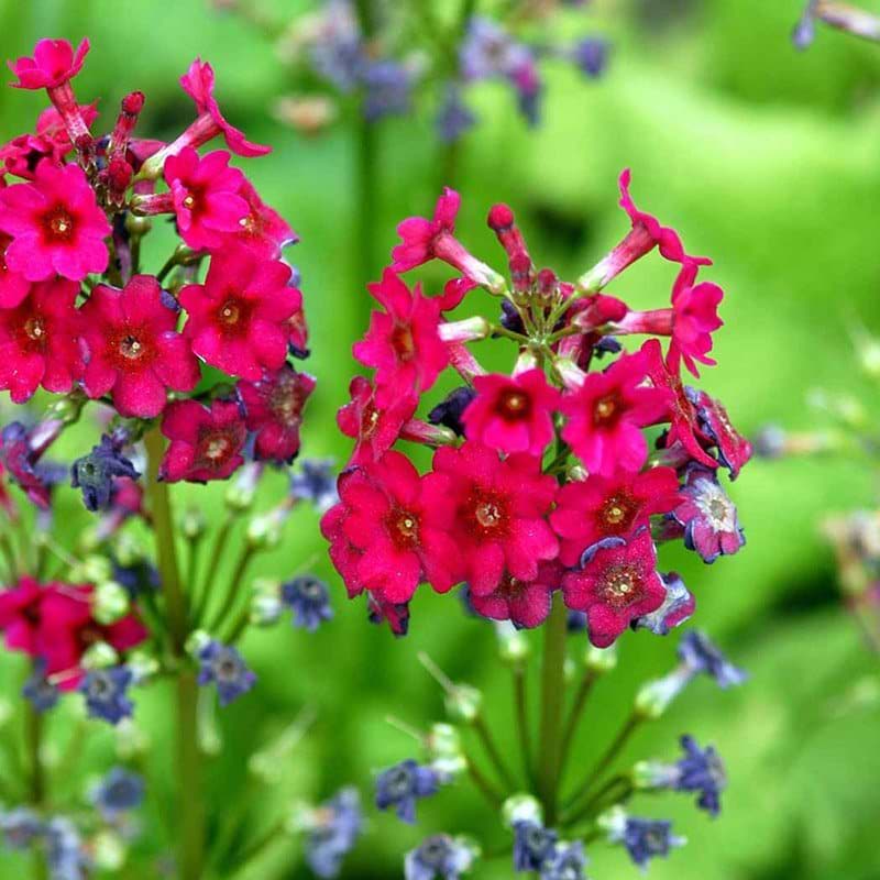 Primula jap Millers Crimson blomst