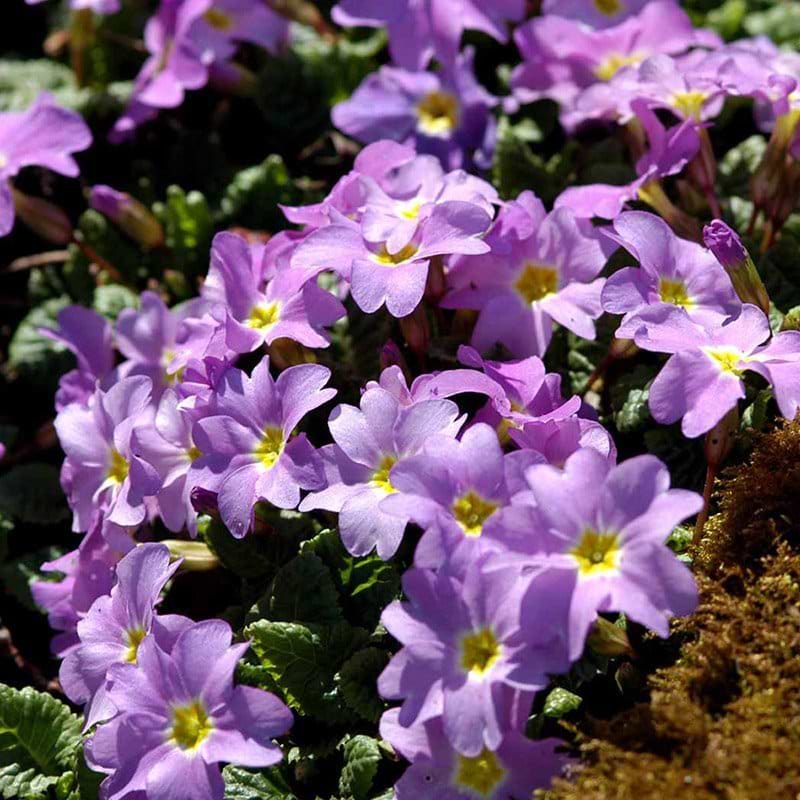 Primula lilla
