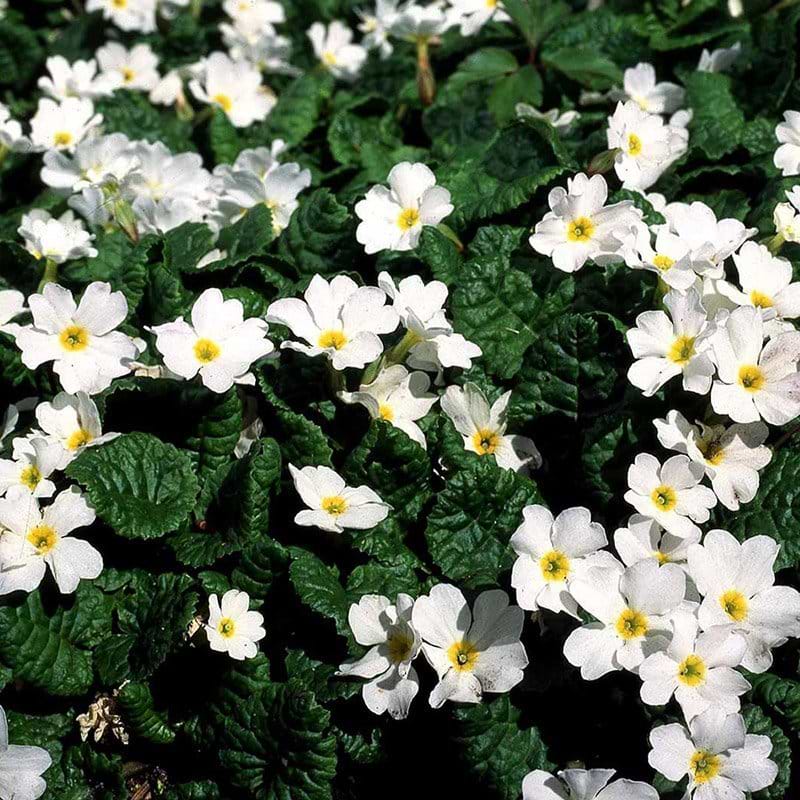 Primula jul hvid
