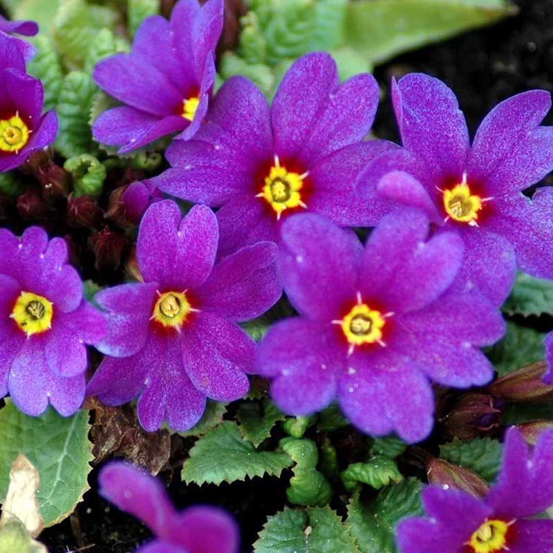 Primula blomst